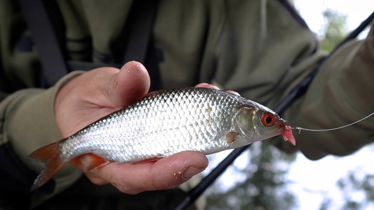 Roach River Avon