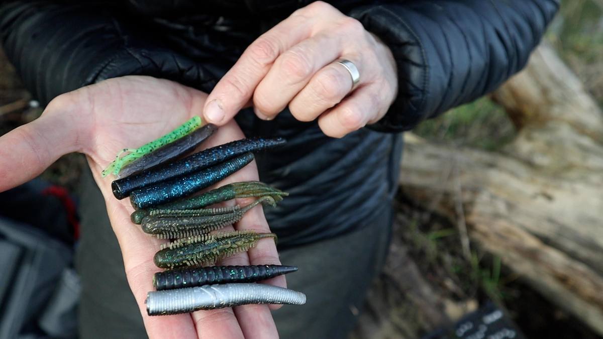 Perch fishing Ned rig