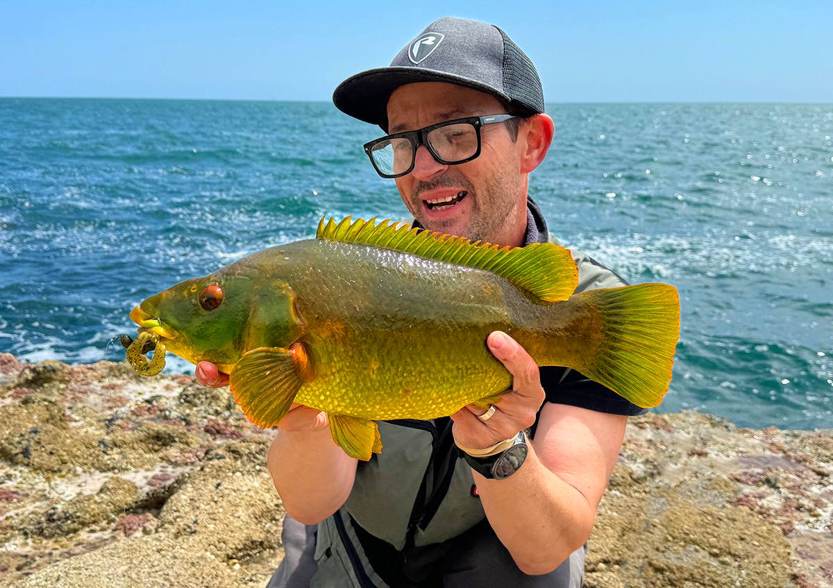 big wrasse in dorset