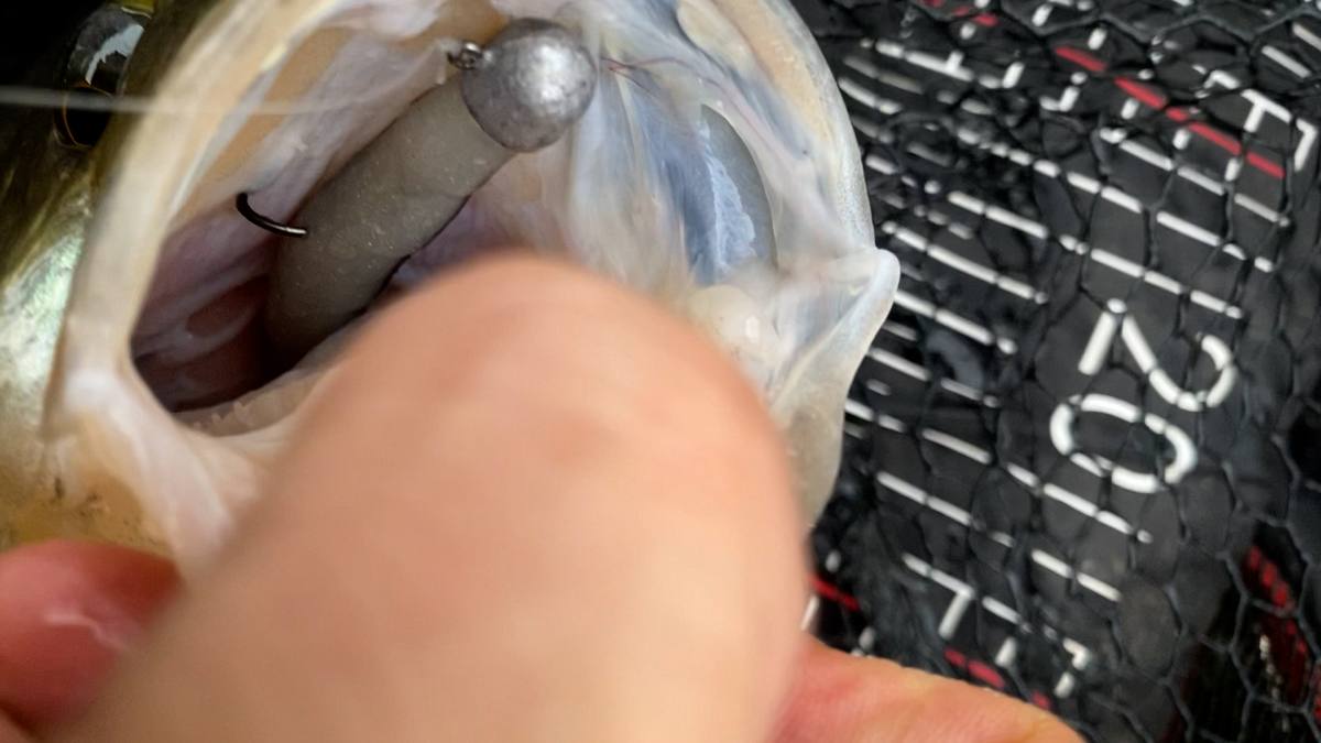 Ned Rig for Big Perch