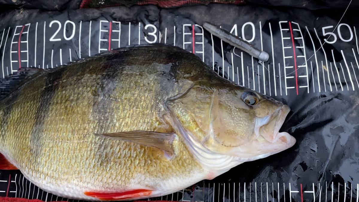 Perch Fishing with Stickbaits