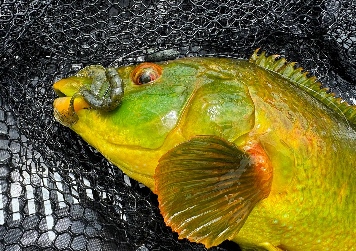 wrasse dancing ledge