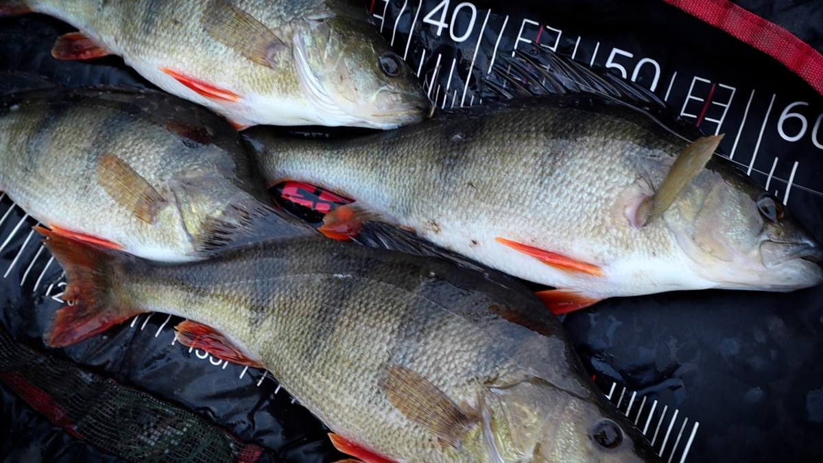 Perch Fishing Ned Rig