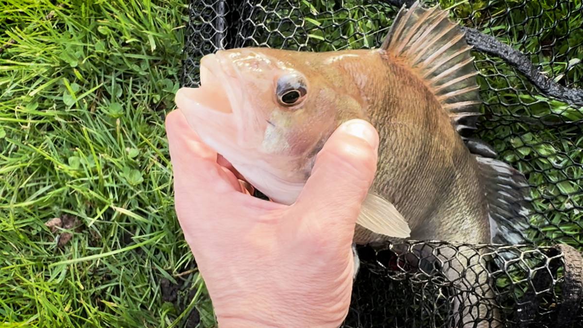 perch fishing in coloured water with lures