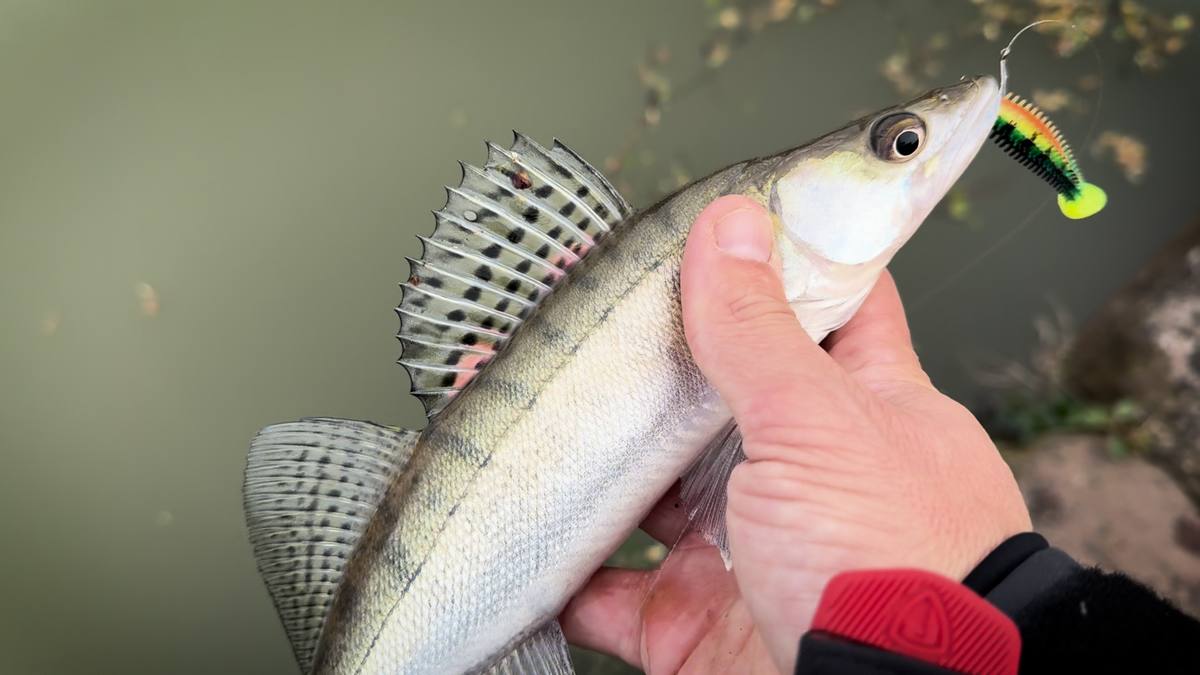 dropshot fishing for perch and zander