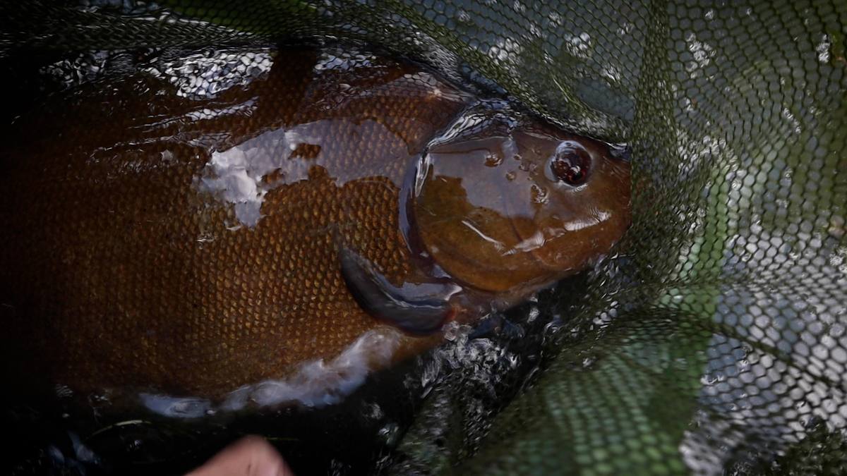 Big Tench Fishing
