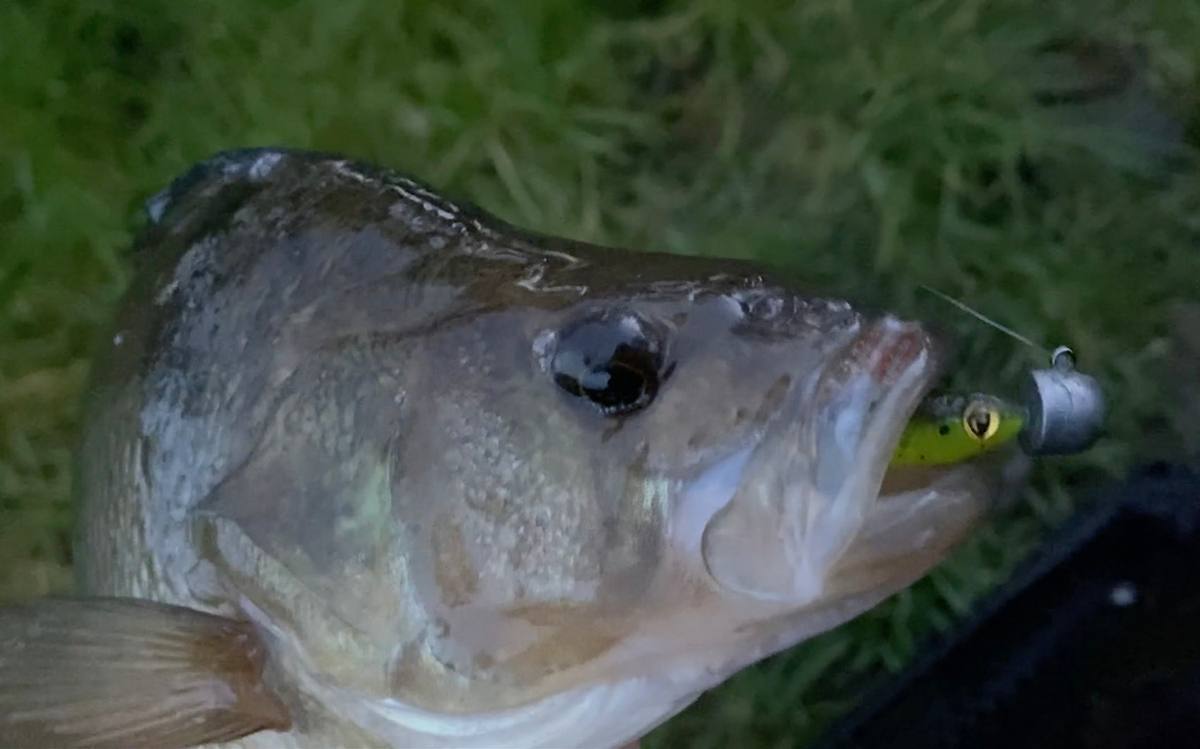 Perch Fishing Slick Shads