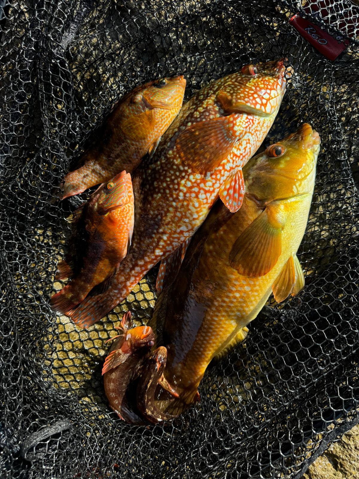 wrasse on dropshot