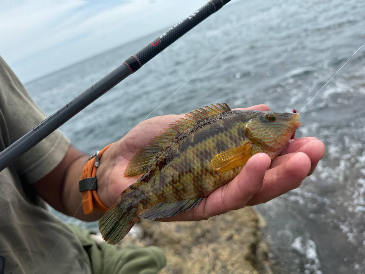 wrasse fishing dropshot