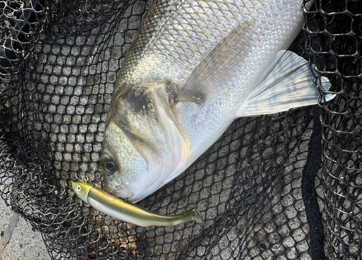 black minnow bass