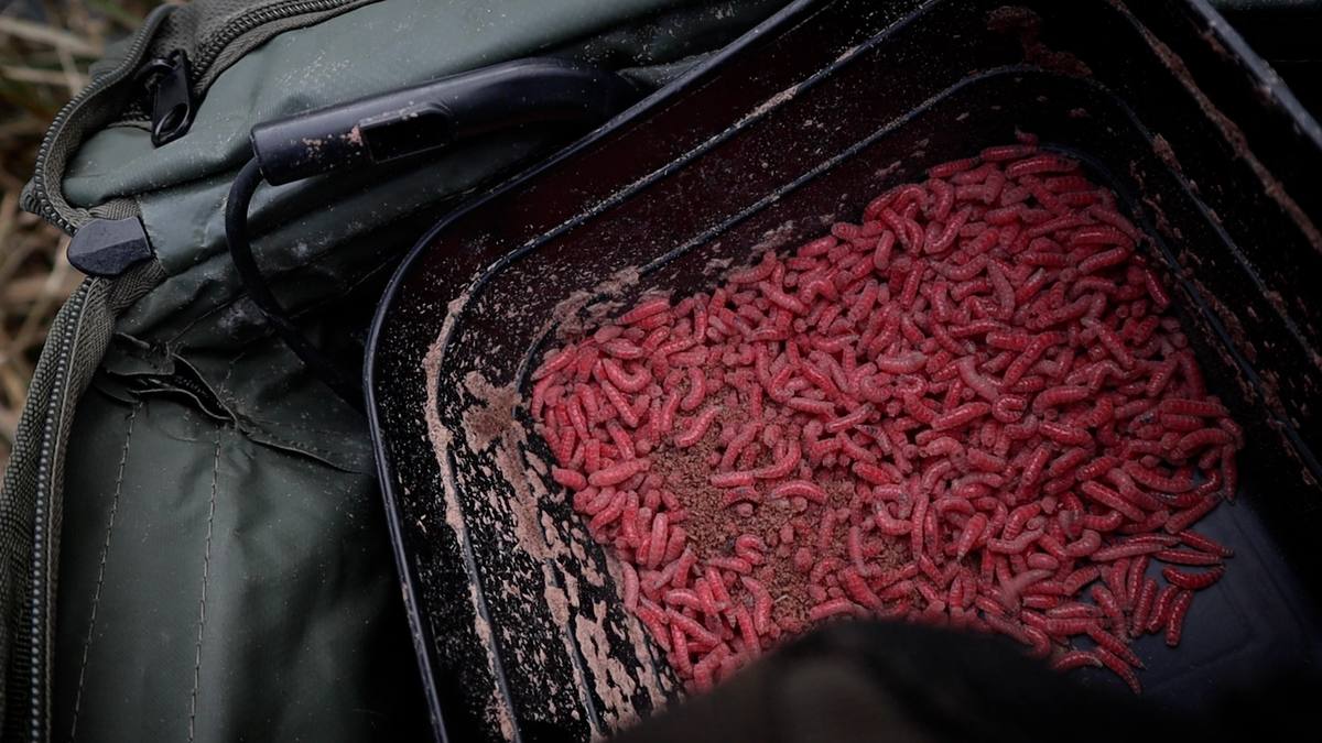 trotting with maggots