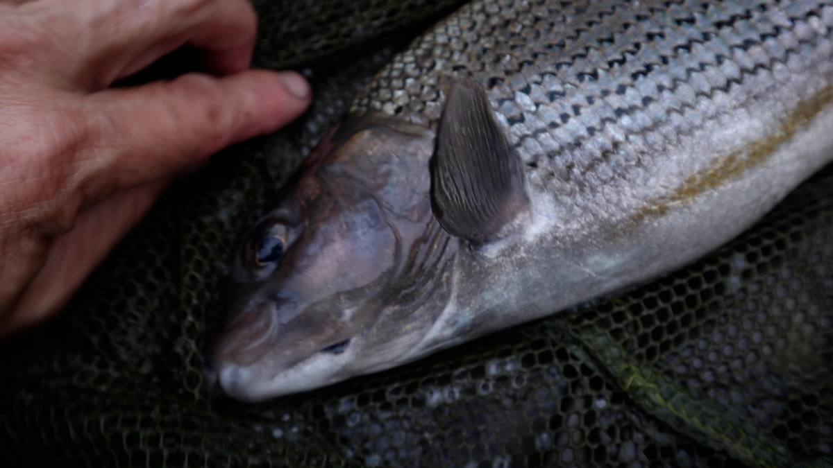 big grayling dorset and hampshire