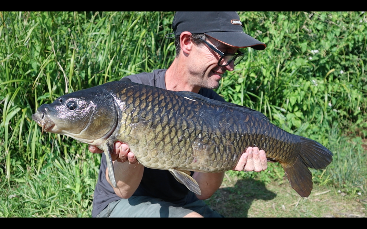 Common Carp Badshot