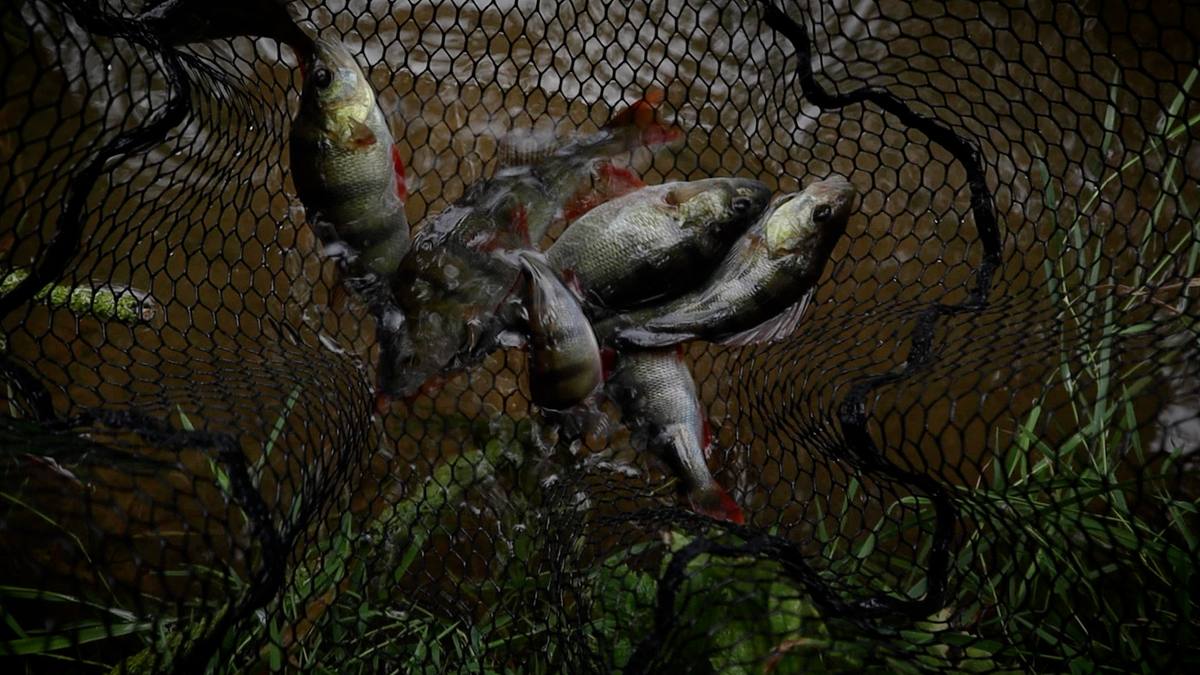 Perch Fishing with Small Lures