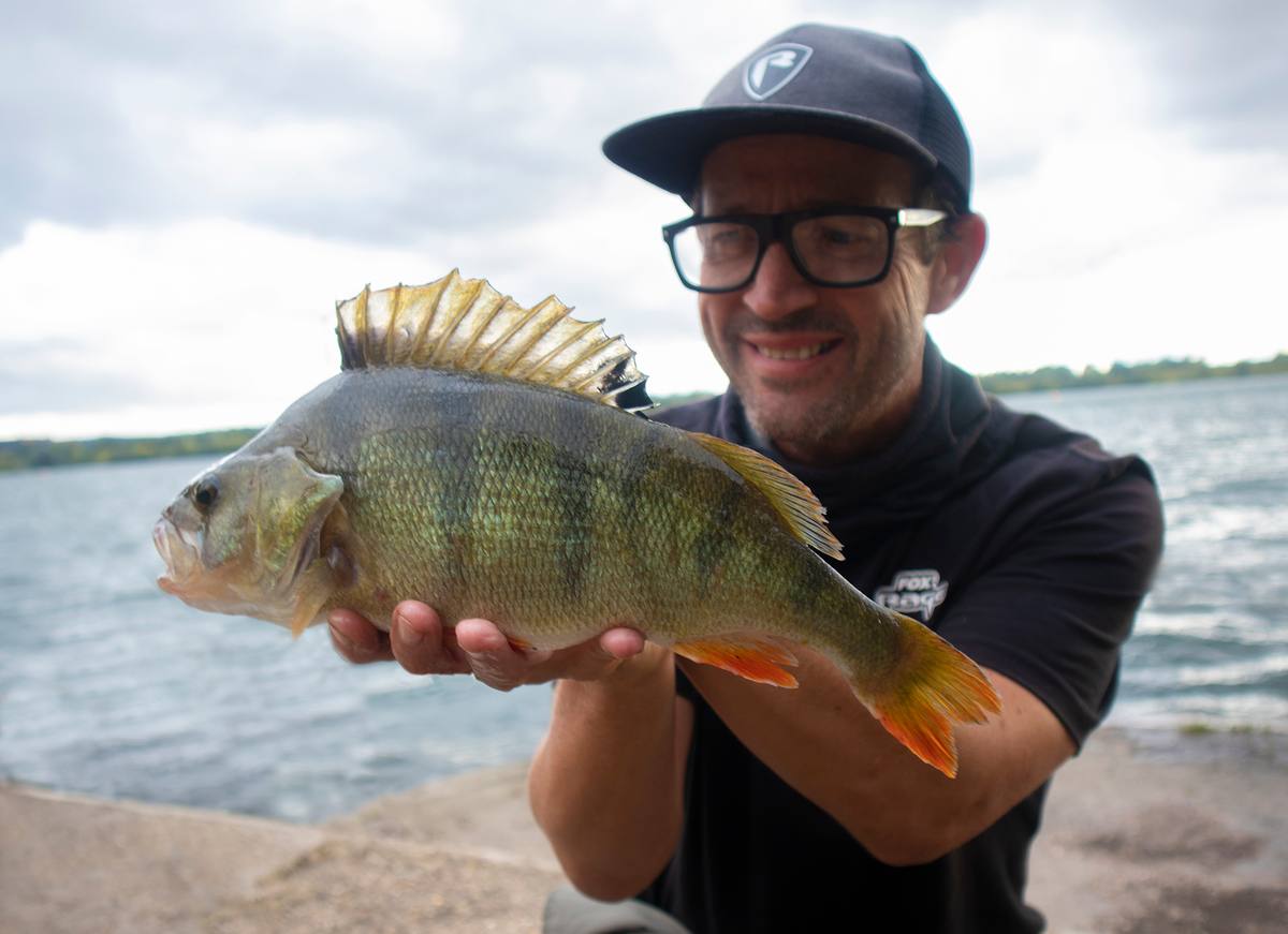 Lake Stillwater Perch on Lures