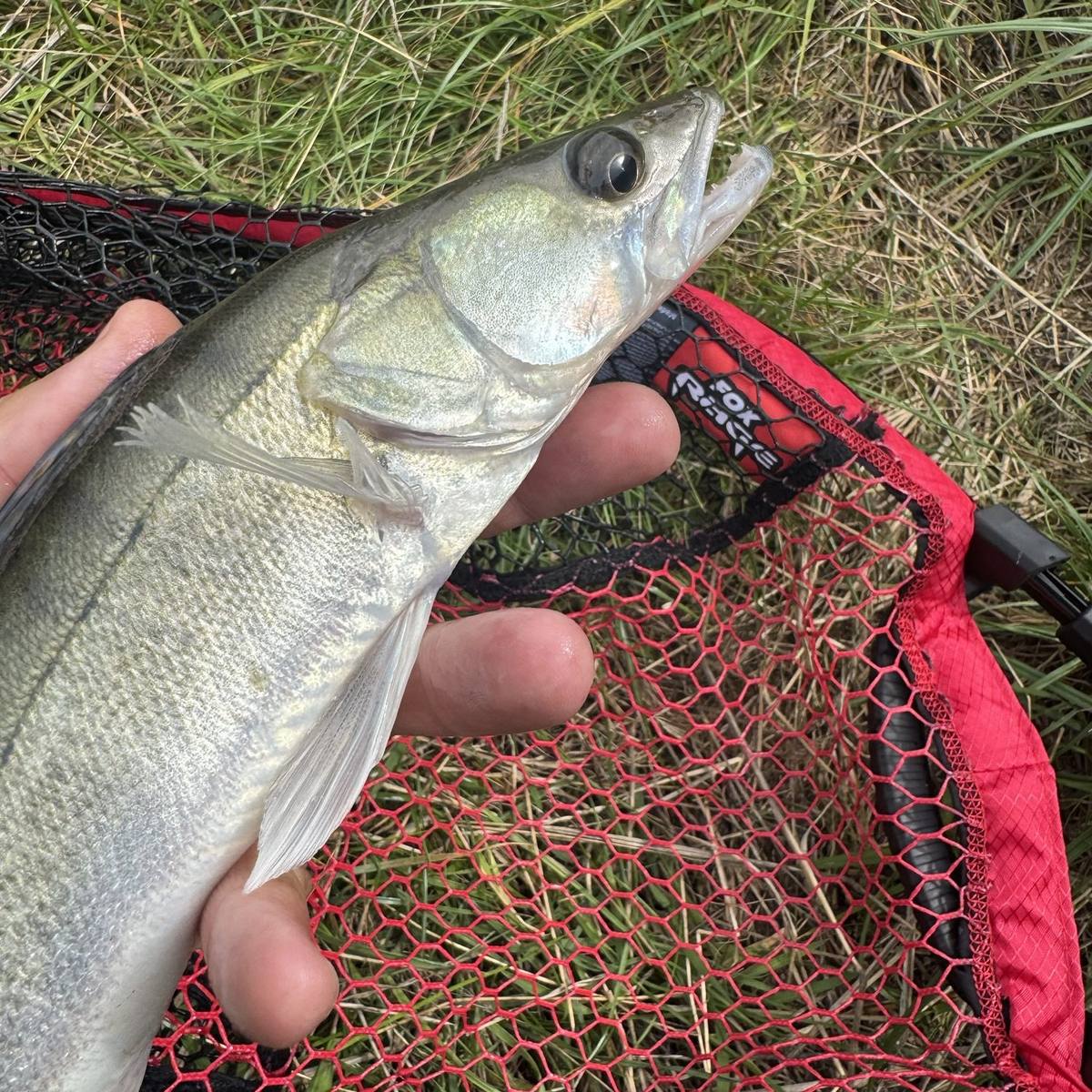 Zander on Grand Union Canal