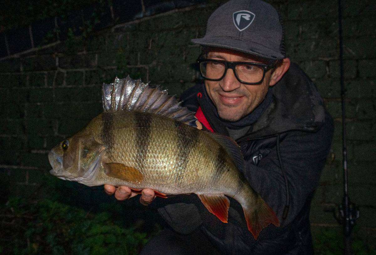 Beautiful dark-flanked perch caught on crankbait at dusk