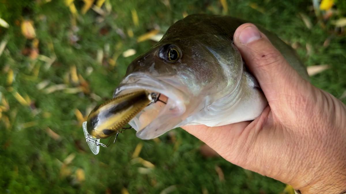 Perch with Salmo crankbait still in its mouth