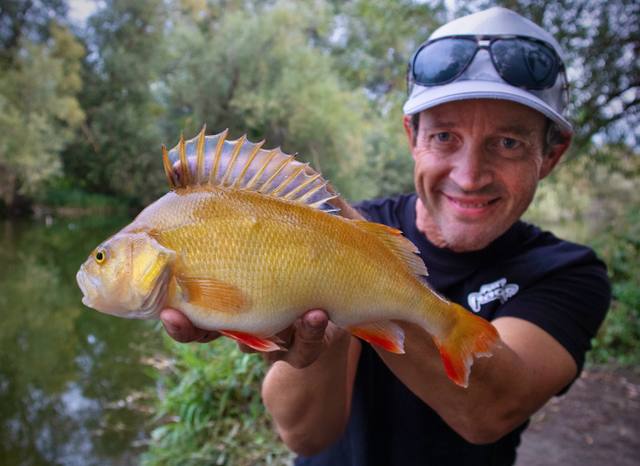 Golden Perch on a 7cm Scent Shad