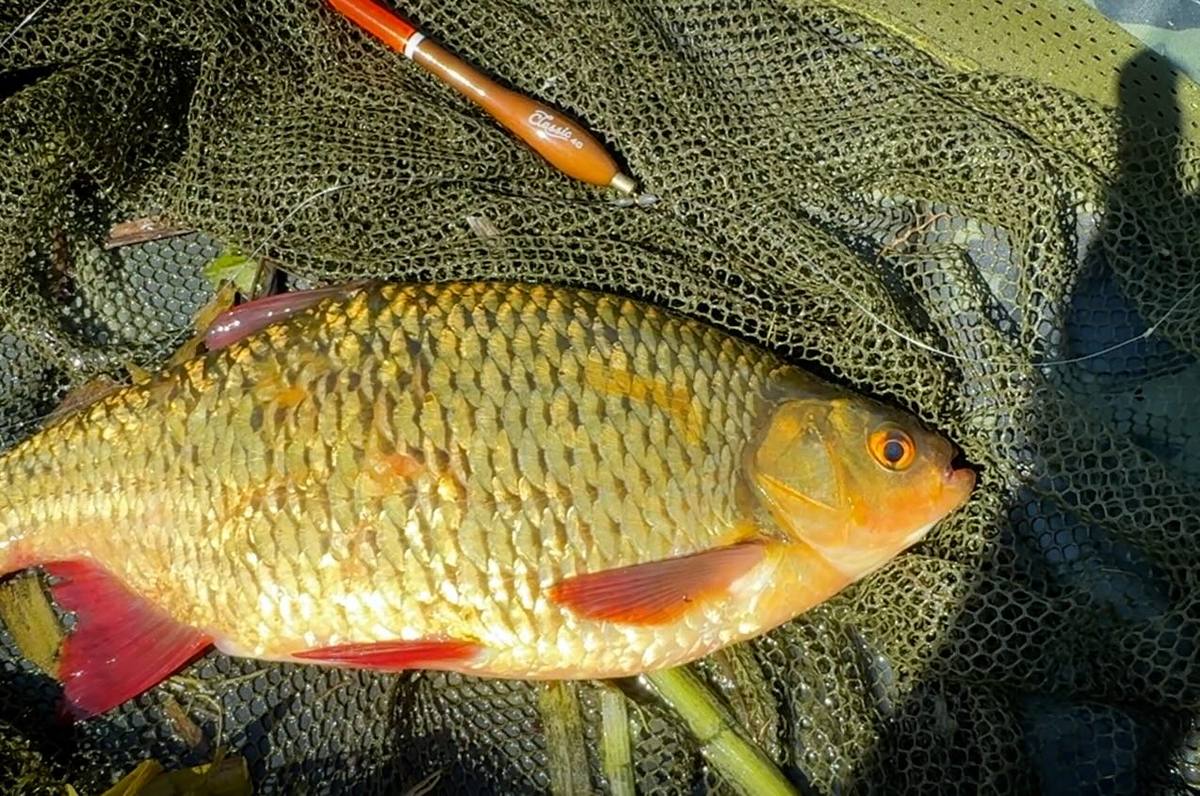 Golden rudd with red fins lying in a landing net beside a fishing float — New Video Live and What an Adventure