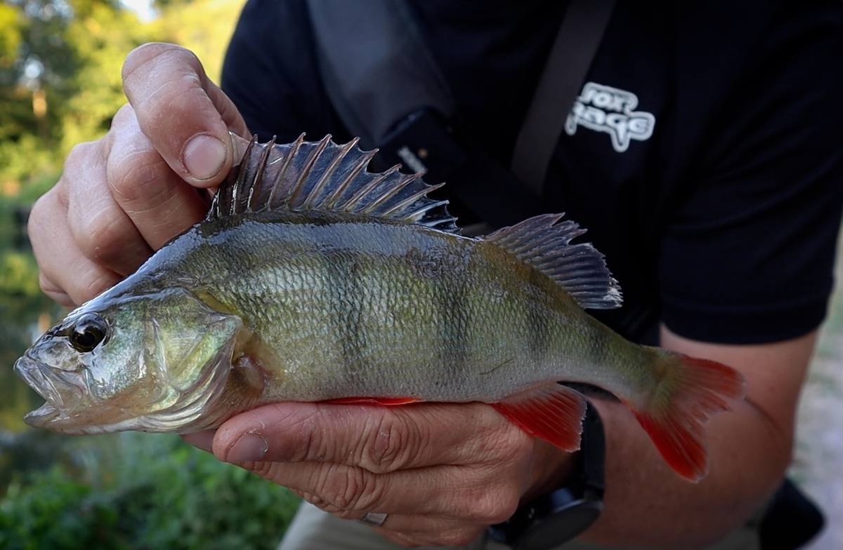 Close-up of a perch supported in an angler's hands with its spiny dorsal fin raised