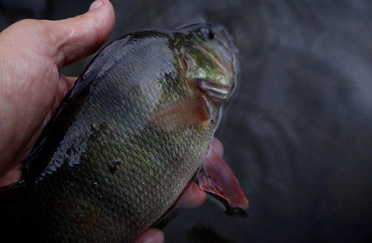 Perch held over dark water showing its striped flank and red fins