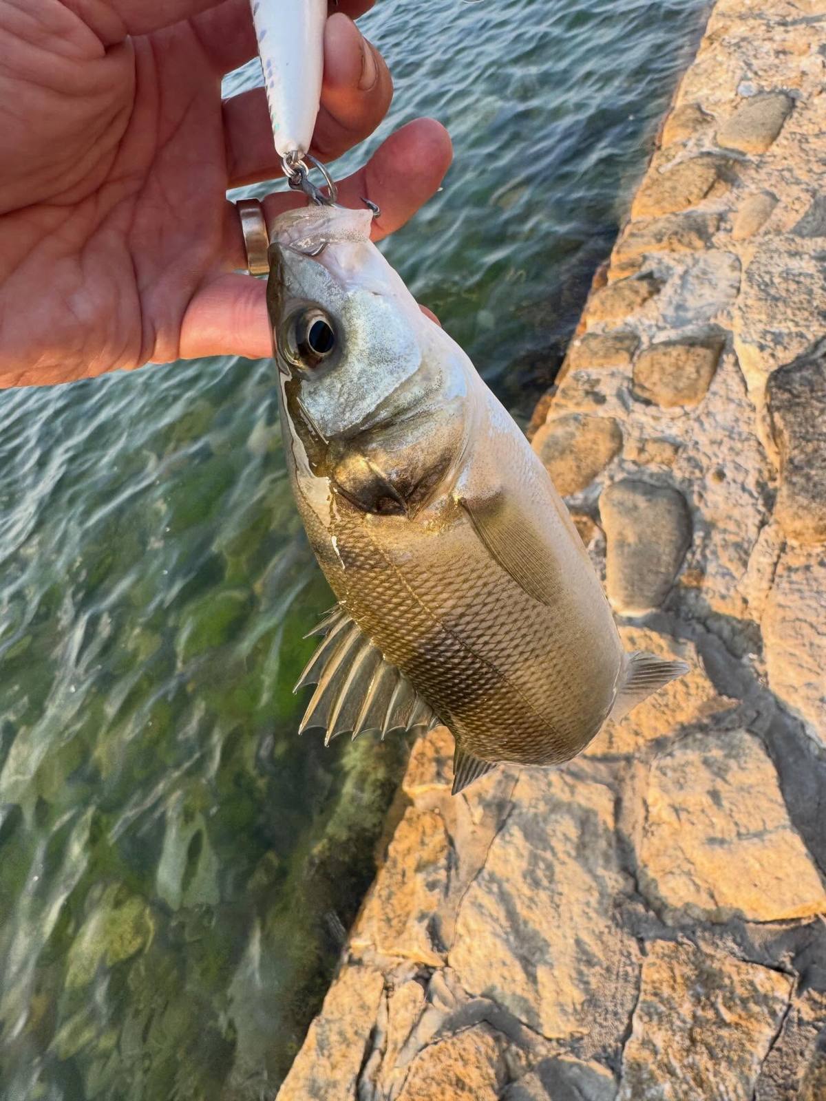 Dorset Bass Fishing: A Switch to Wrasse — bass hooked on a white lure beside a rocky ledge