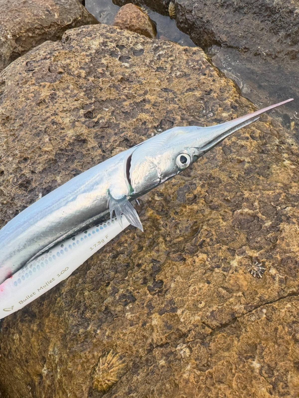 Garfish lying on rock beside a white Bullet Mullet lure