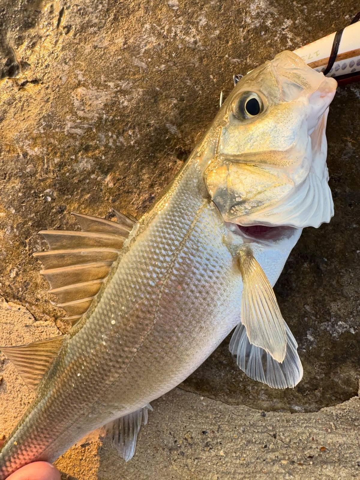 Close-up of a silver bass on rock with a hard lure at its mouth