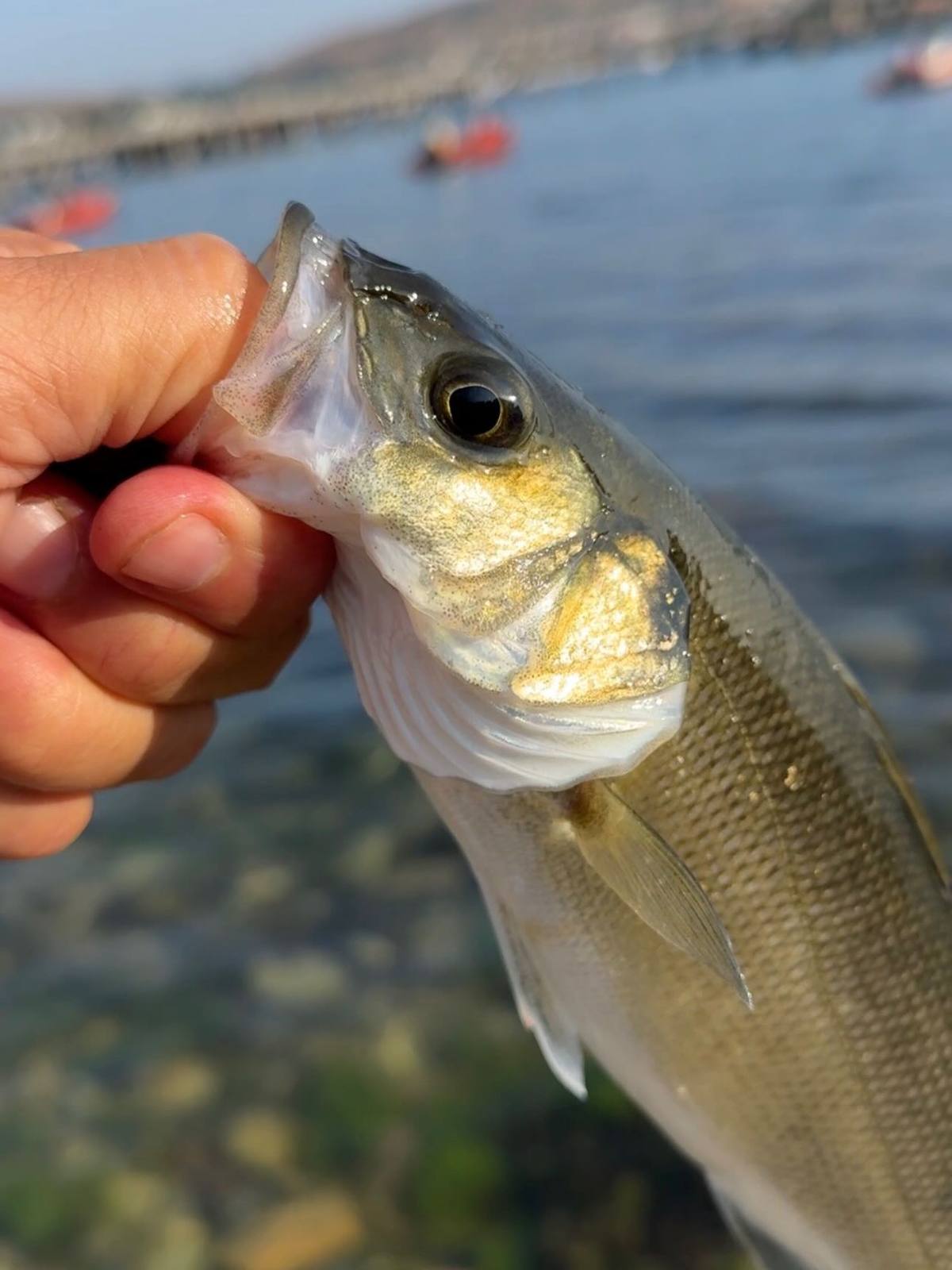Small bass held by the lower jaw with water and moored boats behind it