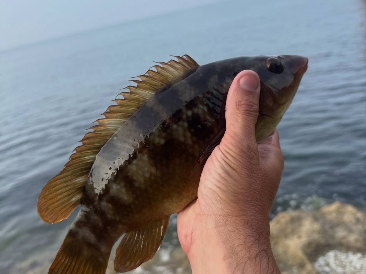 Dorset Wrasse Fishing: More Fish and Photos — dark mottled wrasse held in hand above the sea