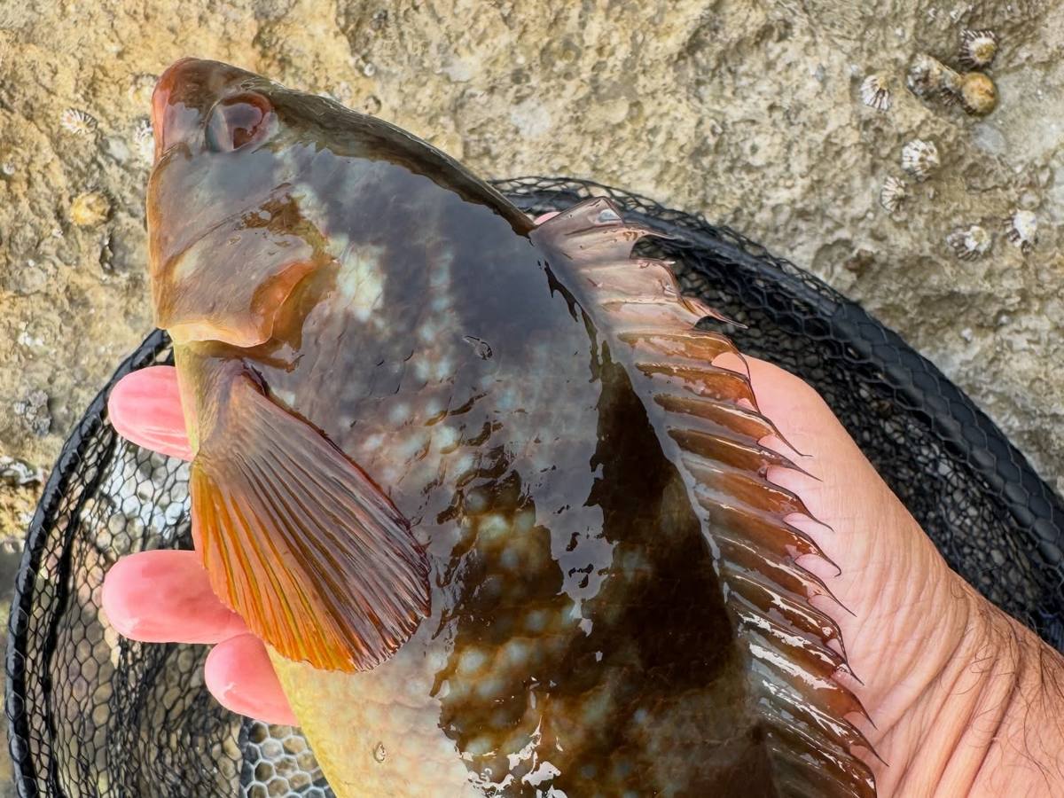 Close-up of a dark mottled wrasse held above a landing net on rocks