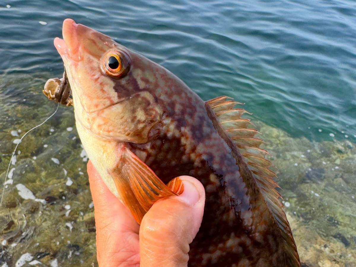 Reddish mottled wrasse held above clear seawater with a lure visible beside its mouth