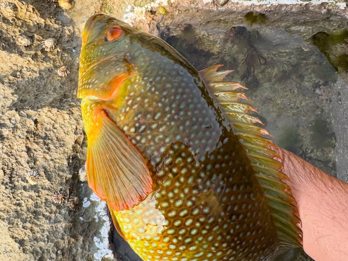 Green and gold wrasse with pale blue spots held above a rocky pool