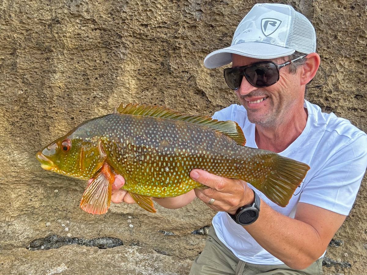 Angler in a pale cap and white shirt holding a green and gold spotted wrasse against a rock face
