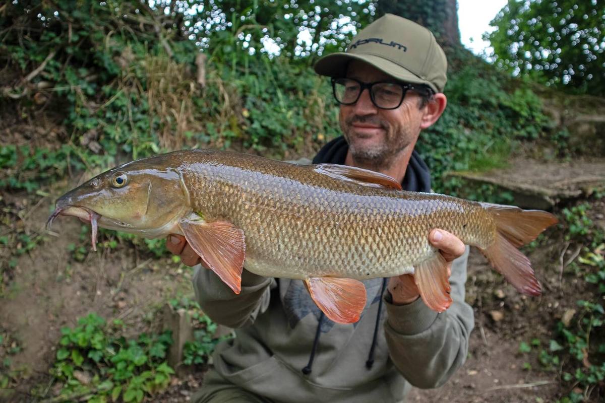 Angler holding a golden barbel on the riverbank – First Barbel of the New River Season