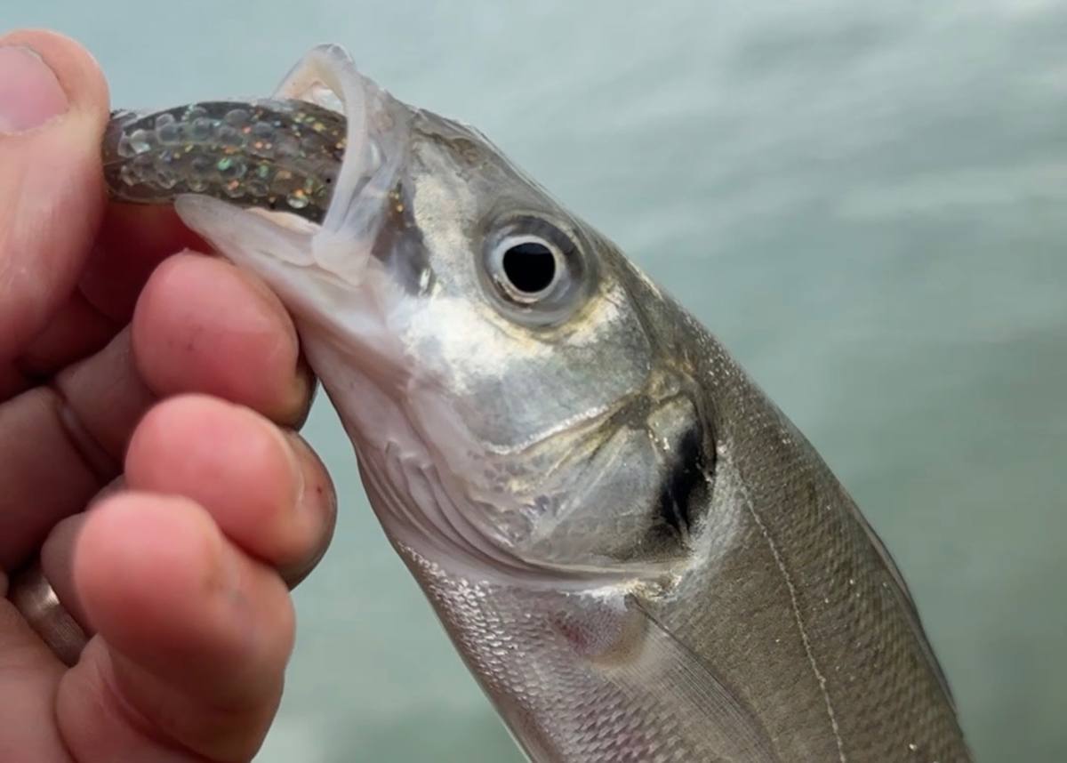 Close-up of a silver fish held beside a hand, with a glitter-flecked soft plastic lure in its open mouth and blurred water behind.