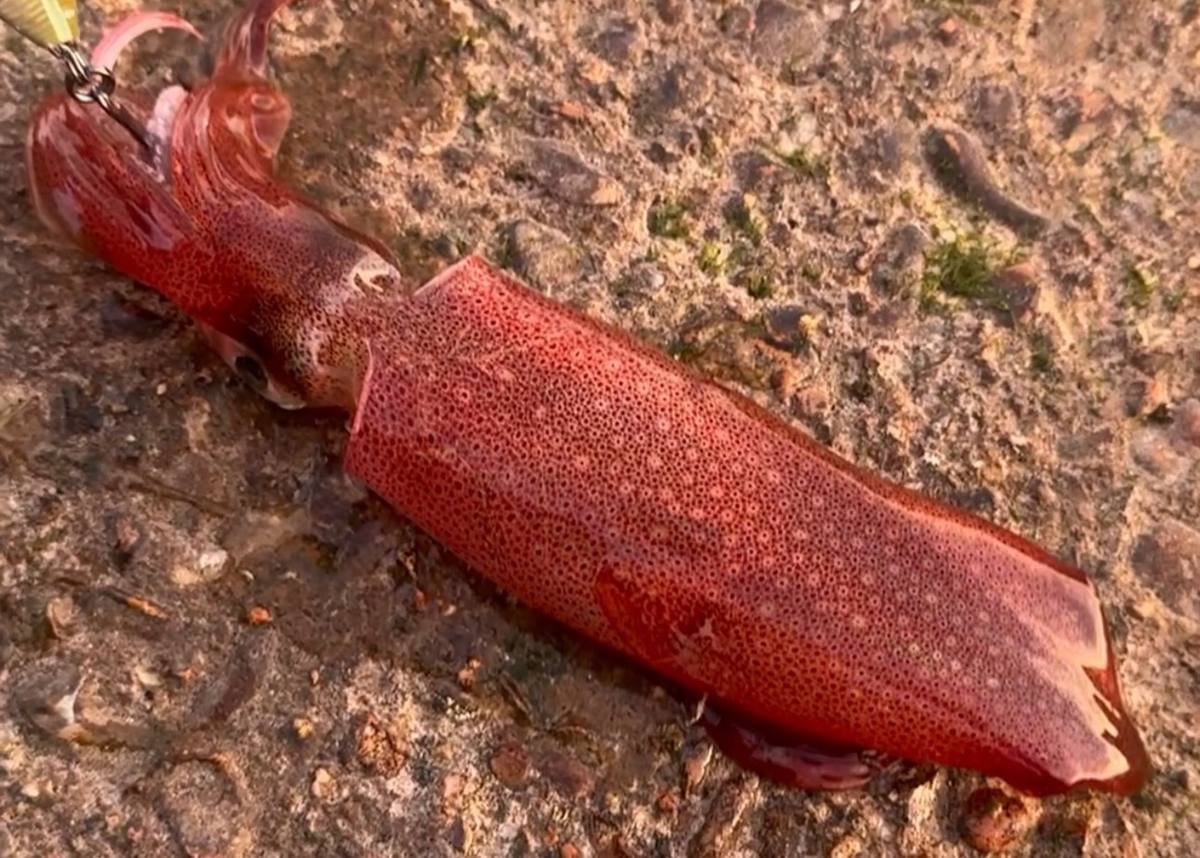 A reddish, speckled squid lies on rough rock with a fishing lure attached among its tentacles.