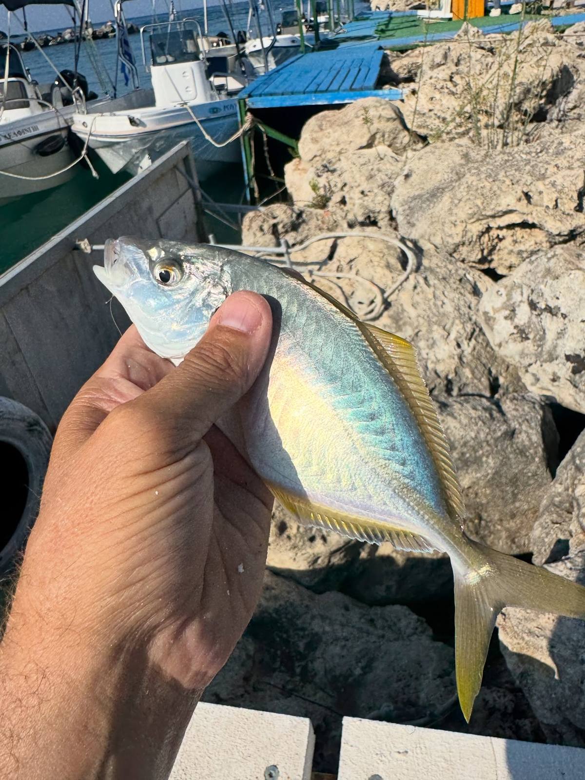 A hand holds a silvery fish with yellow-edged fins and a forked tail beside a rocky harbour, with moored boats and a blue wooden platform behind.
