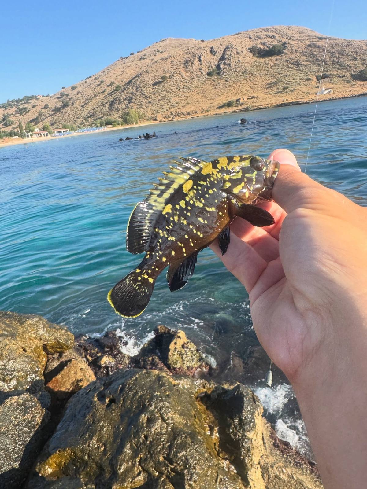 A hand holds a small dark grouper with bright yellow markings and raised dorsal spines above shoreline rocks, with blue water and a dry hillside behind.