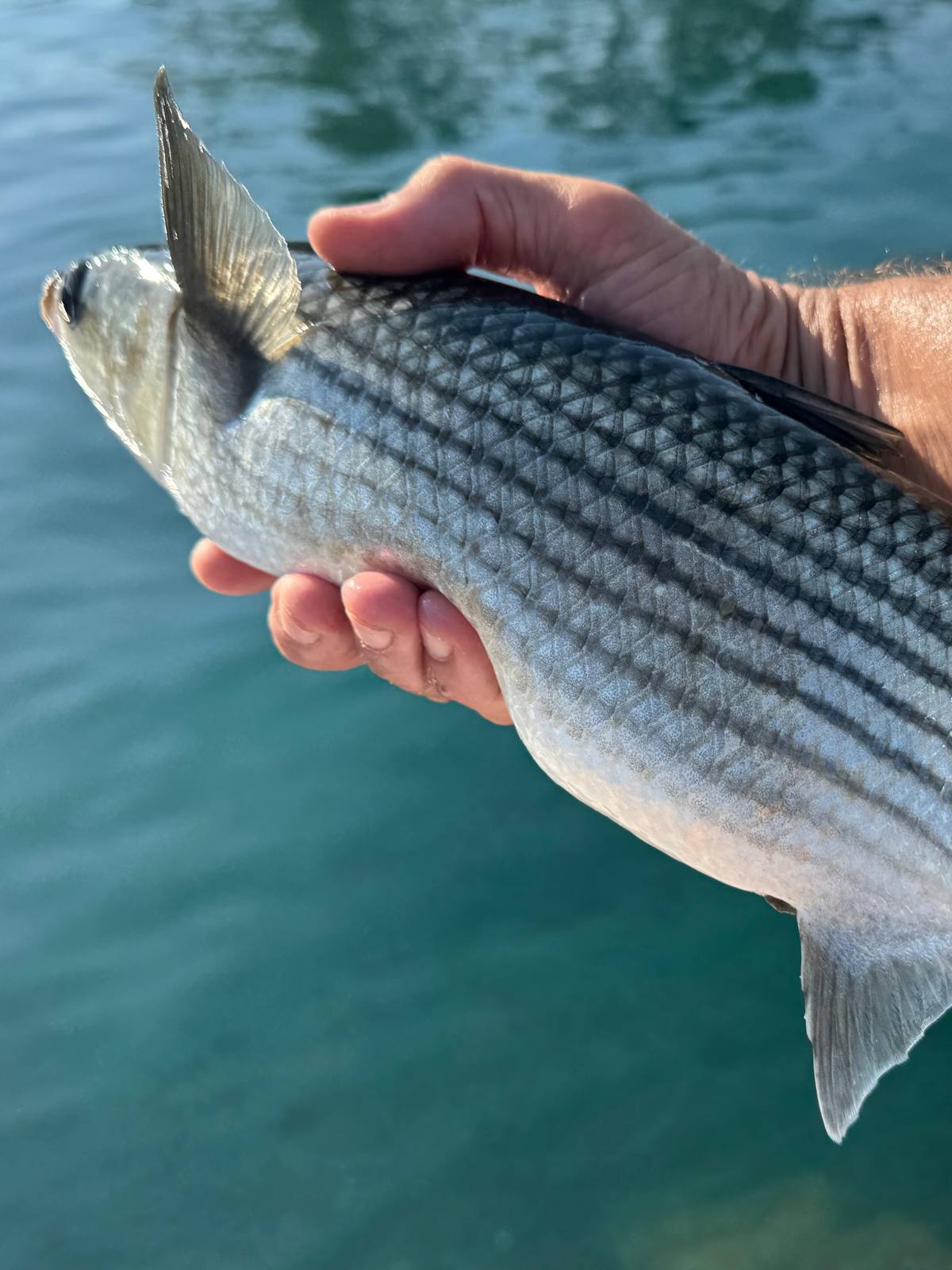 Close-up of a hand holding a silvery fish with dark horizontal stripes and a raised fin above blue-green water.