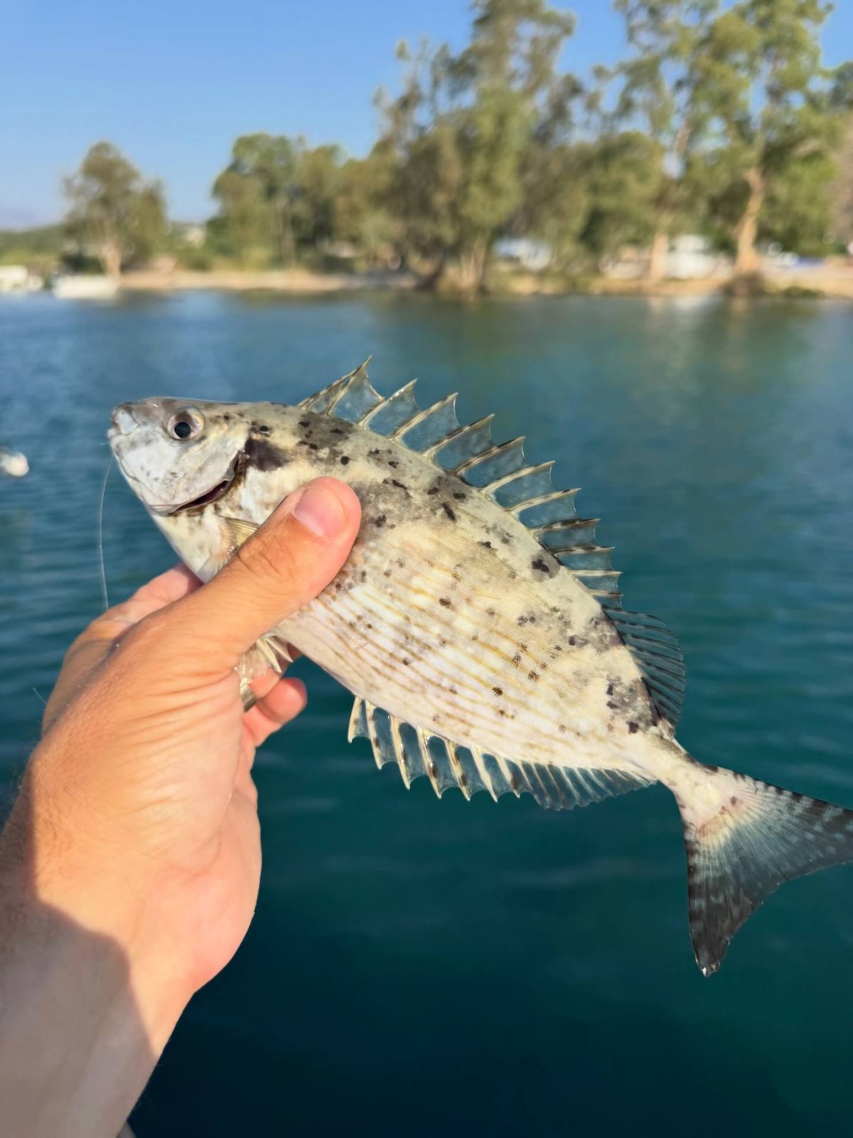 A hand holds a pale fish with dark spots, fine golden stripes and raised dorsal spines above blue-green water, with a tree-lined shore behind.