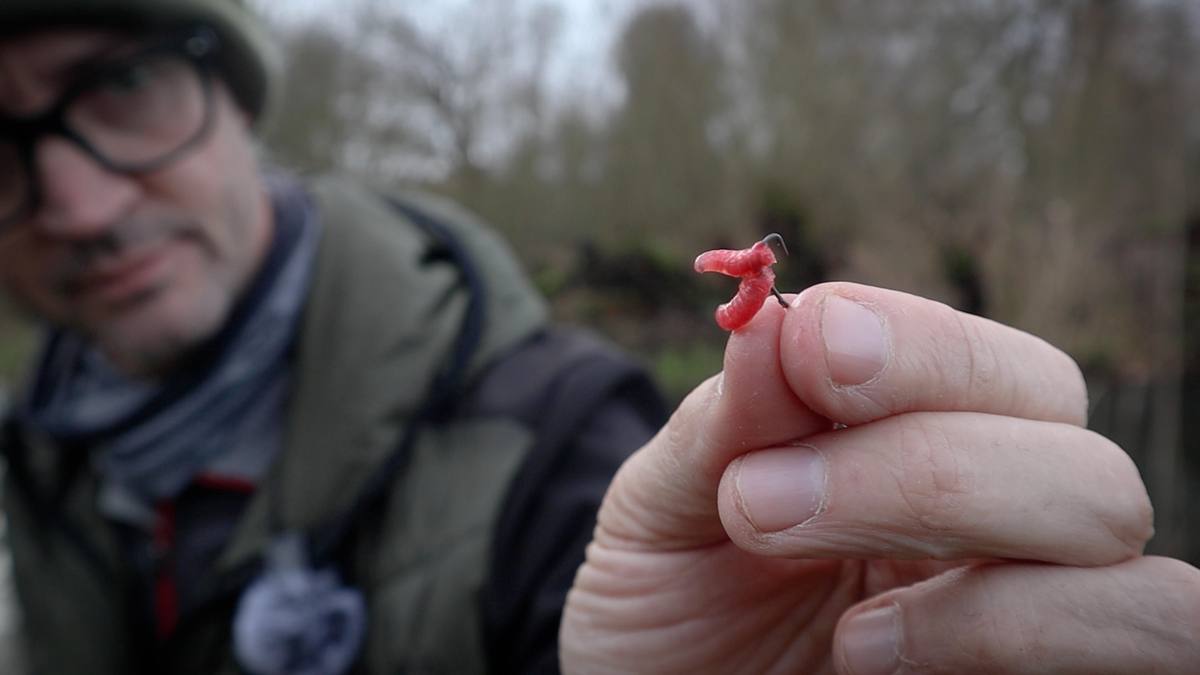 Maggots presented on a hook for winter river fishing