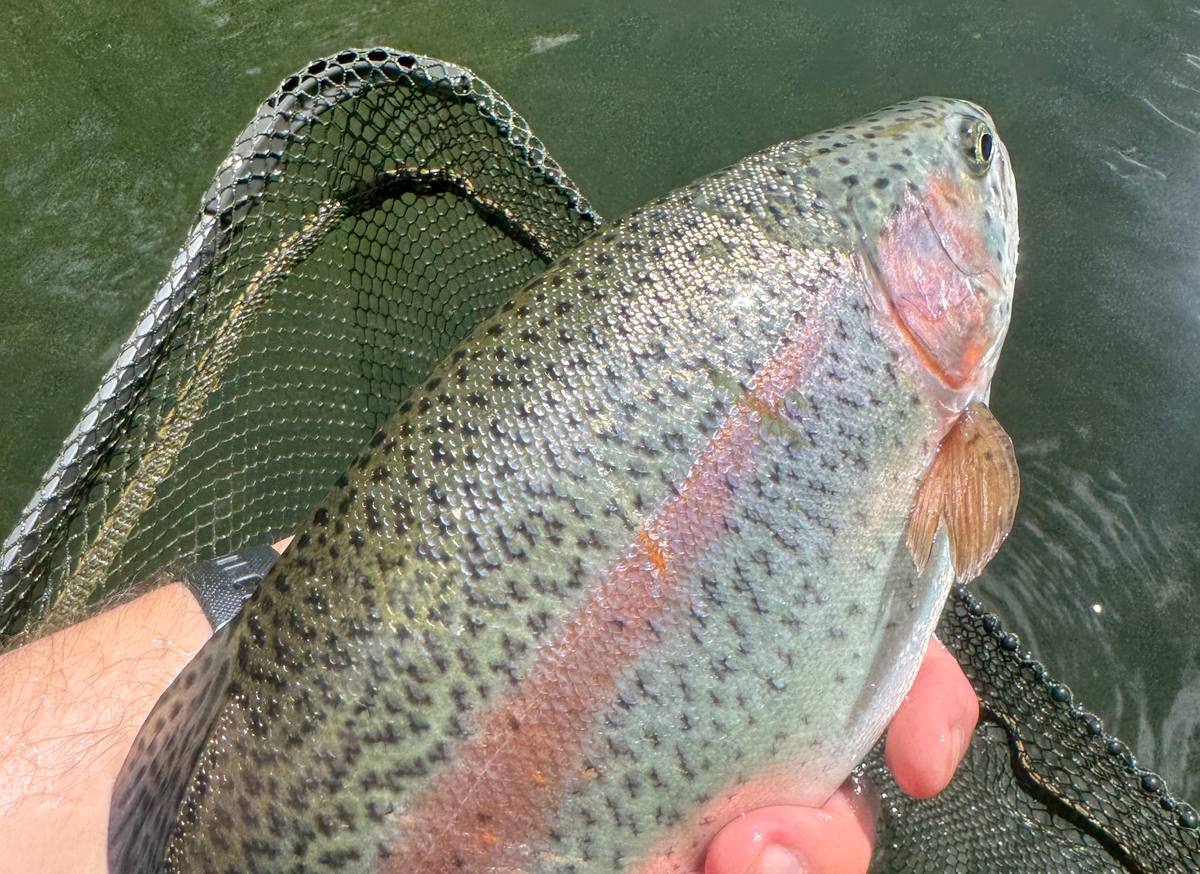 Fly Fishing Essex