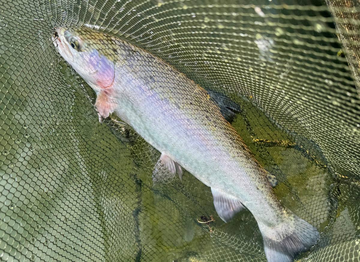 Trout Chigborough fly fishing