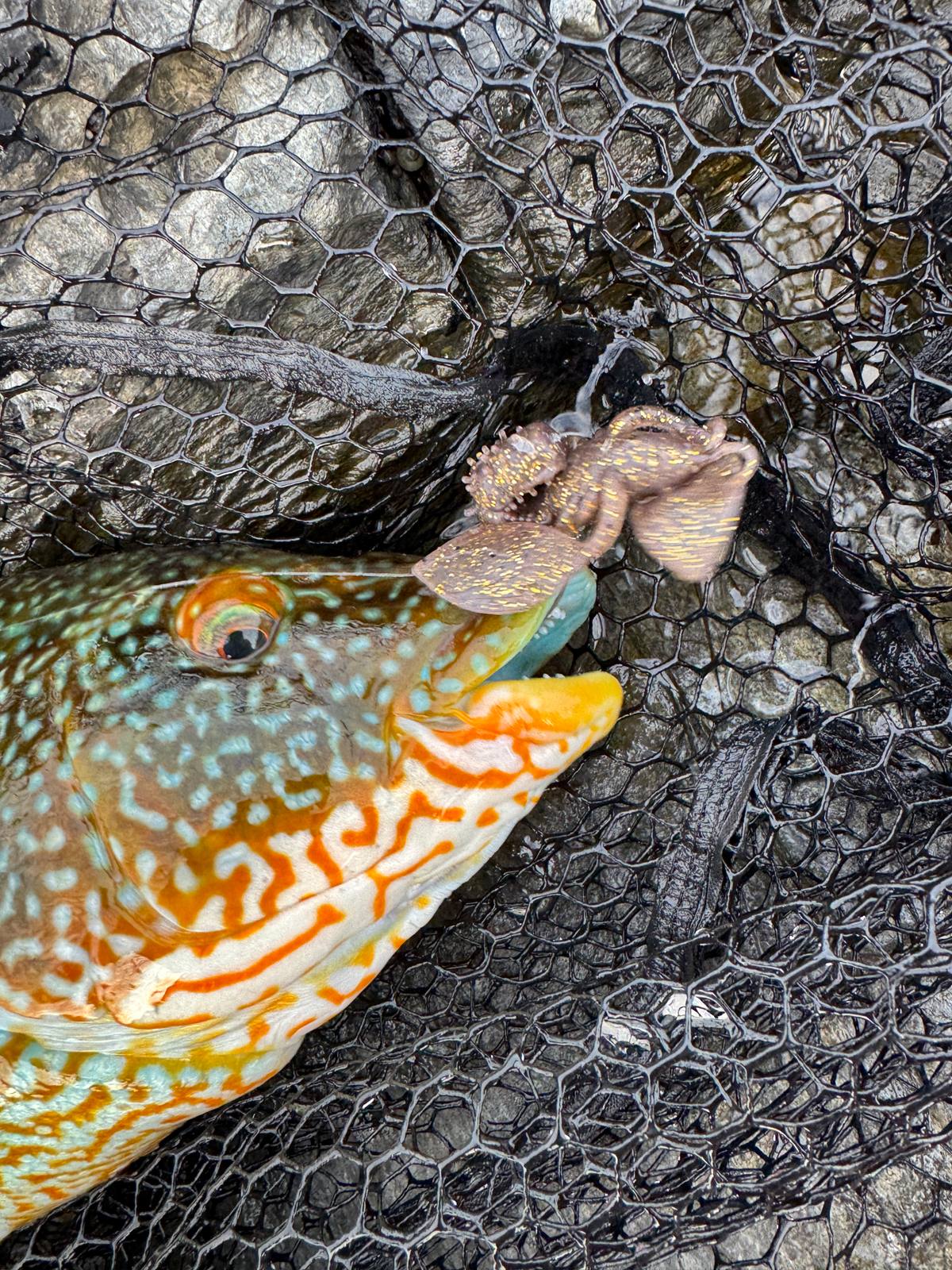 Creature bait wrasse