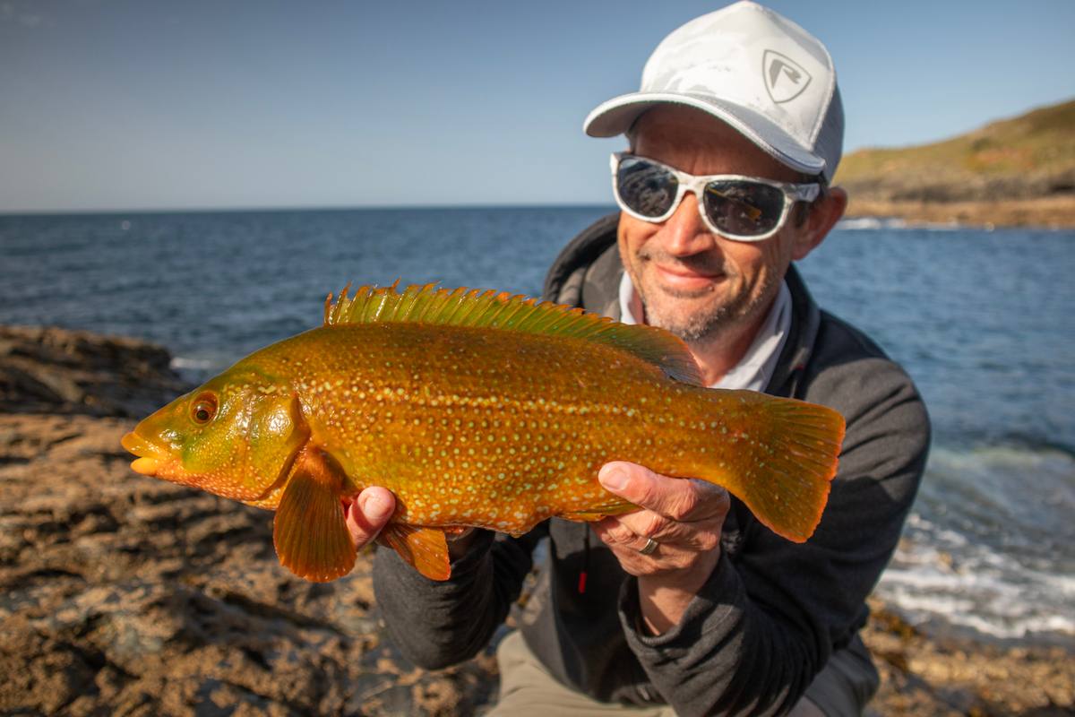 Big wrasse cornwall