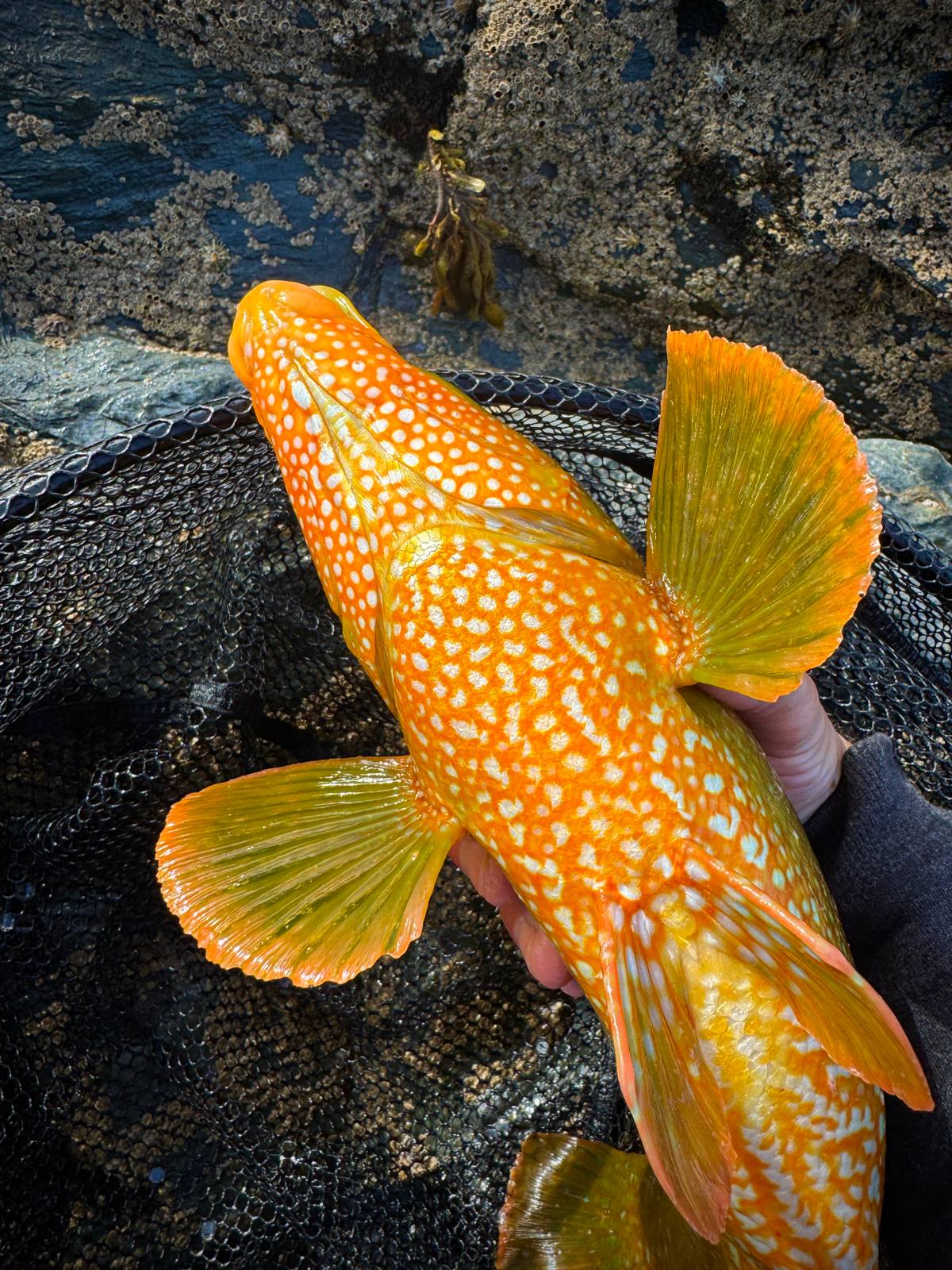 Wrasse colours