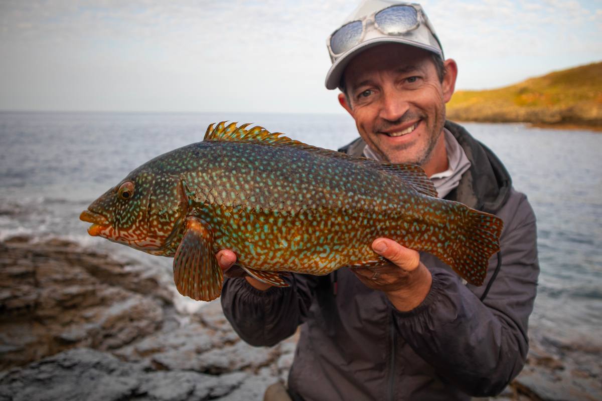 Big wrasse cornwall