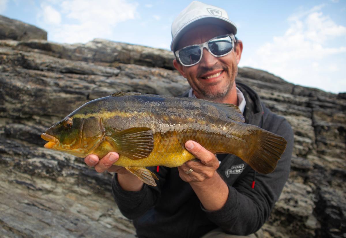 Large wrasse in Cornwall